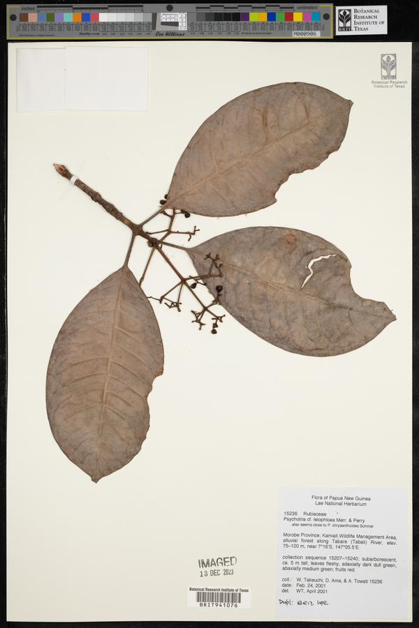 Psychotria leiophloea image