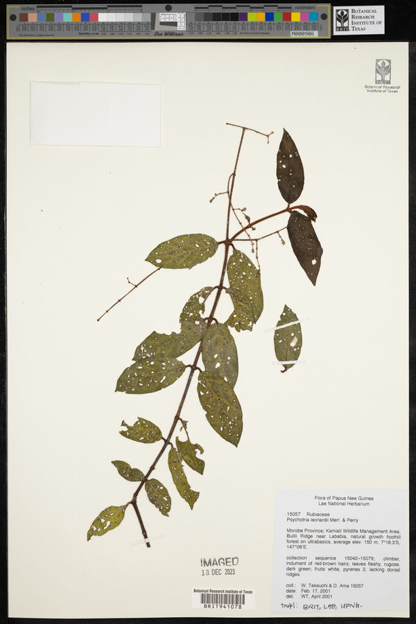 Psychotria leonardii image