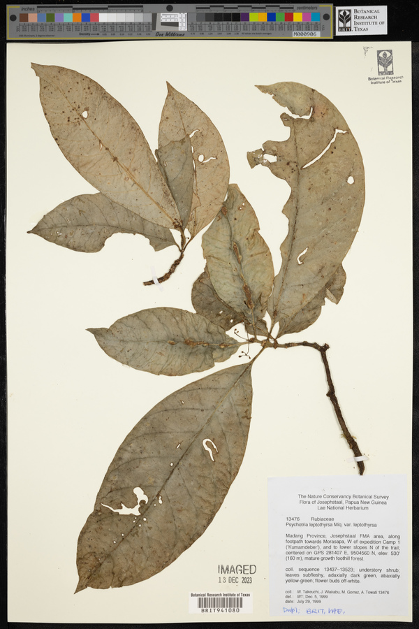 Eumachia leptothyrsa image