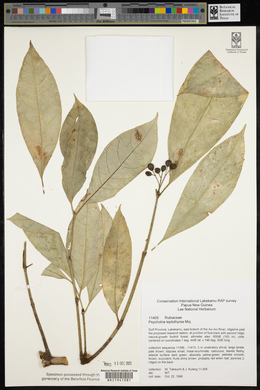Eumachia leptothyrsa image