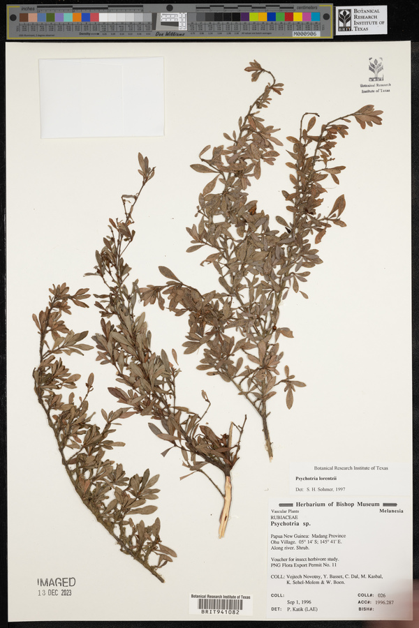 Psychotria lorentzii image
