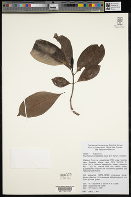 Psychotria micralabastra image