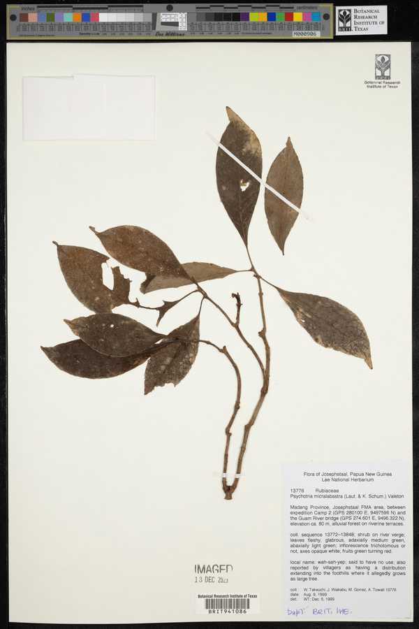 Psychotria micralabastra image