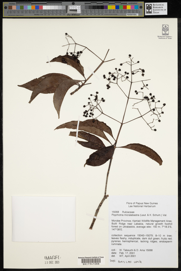 Psychotria micralabastra image