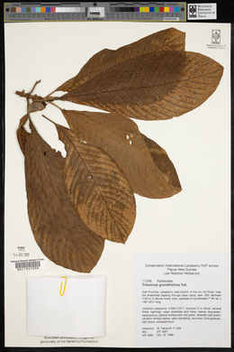 Image of Timonius grandifolius