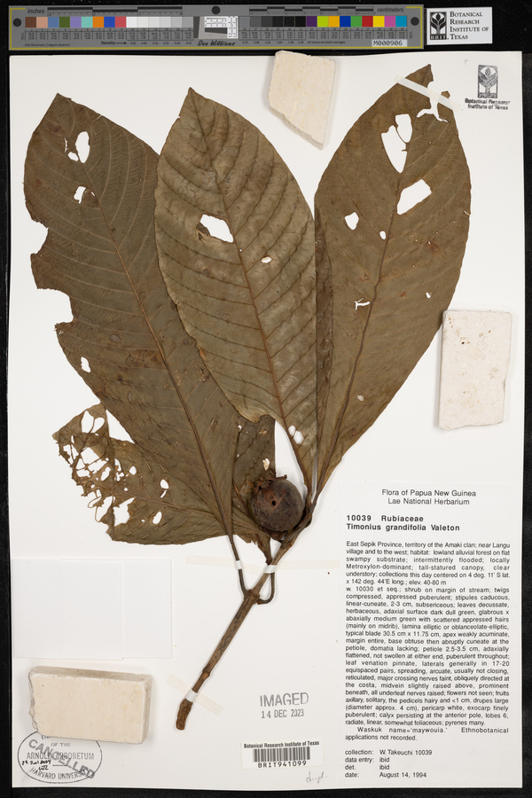 Timonius grandifolius image