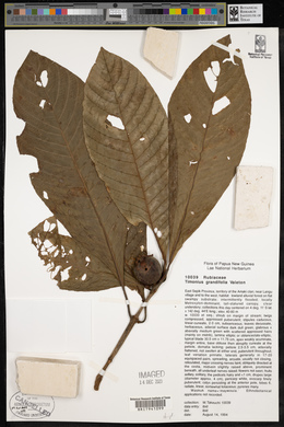 Timonius grandifolius image