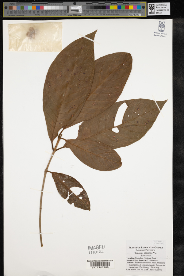 Timonius kaniensis image