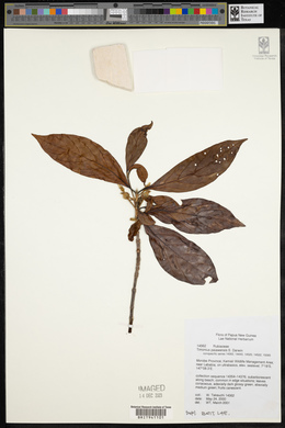 Media resource of Timonius paiawensis