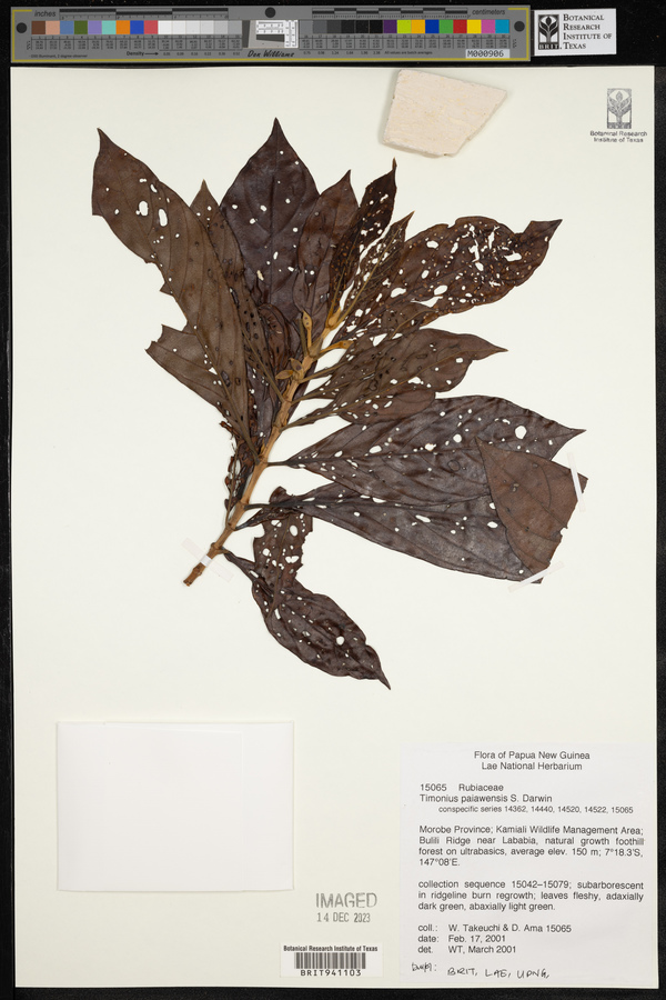 Timonius paiawensis image