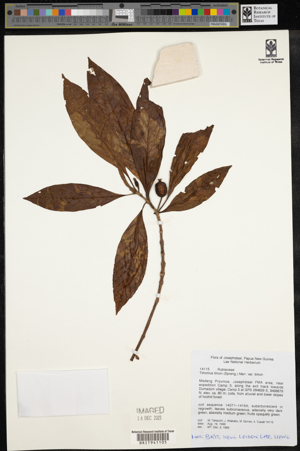 Timonius timon image