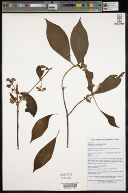 Media resource of Timonius wallichianus