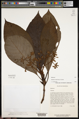 Media resource of Timonius wrayi
