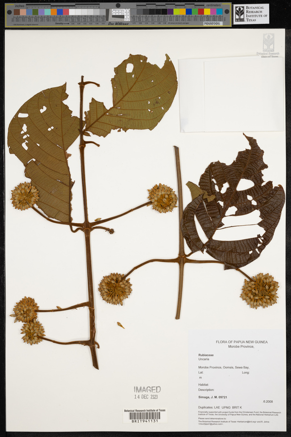 Uncaria image
