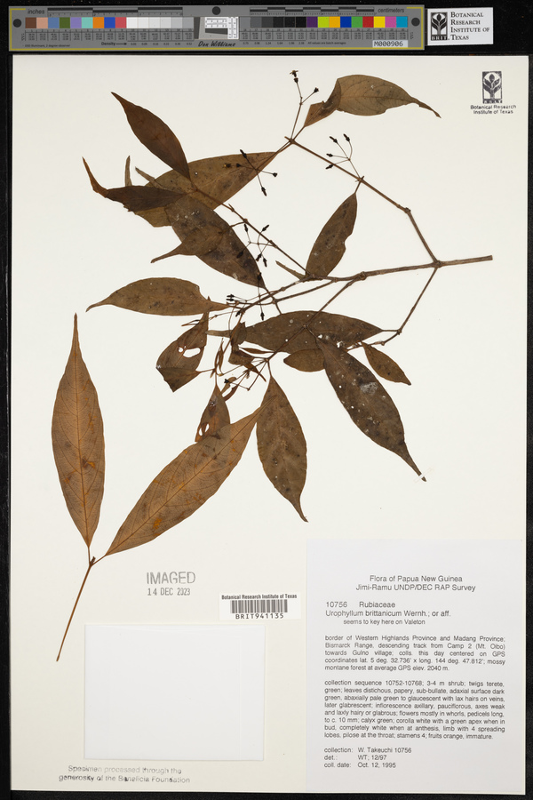 Urophyllum britannicum image