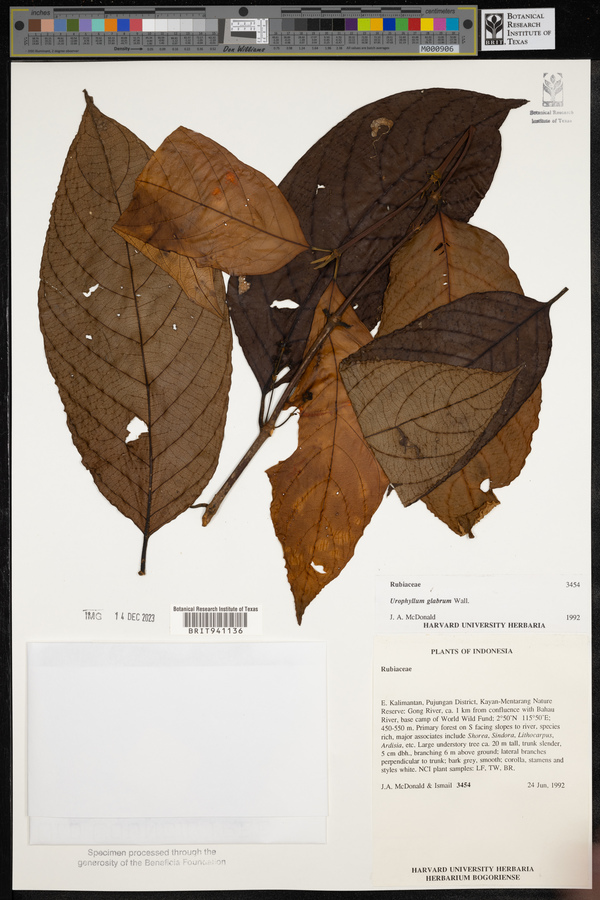 Urophyllum arboreum image