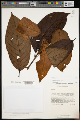 Urophyllum arboreum image
