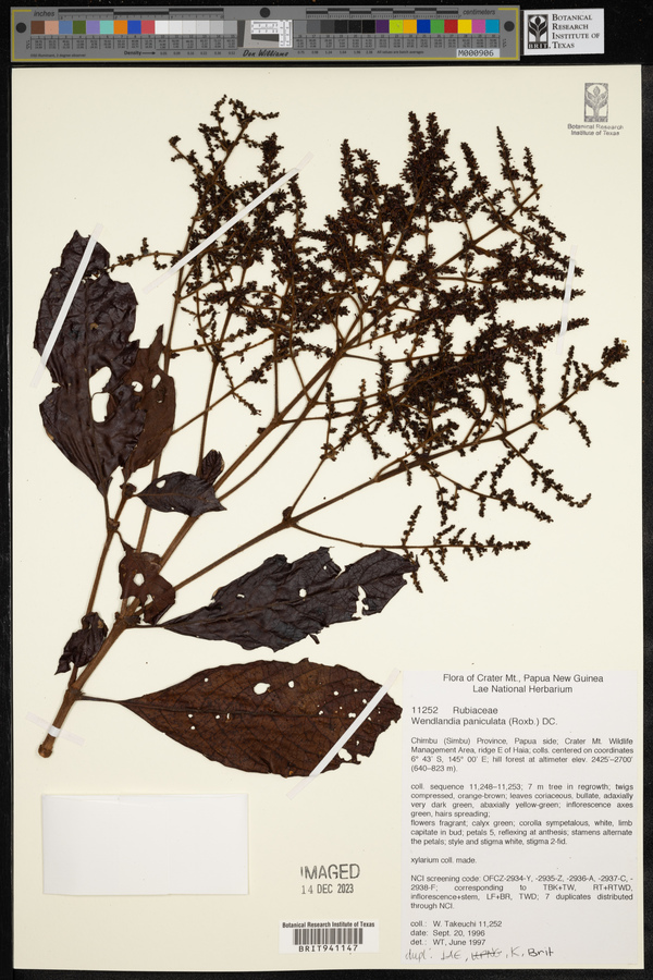 Wendlandia paniculata image