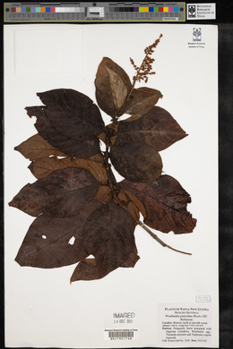 Wendlandia paniculata image