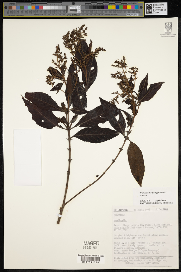 Wendlandia philippinensis image