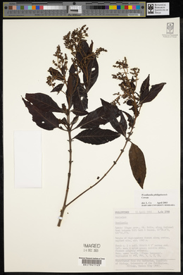 Media resource of Wendlandia philippinensis