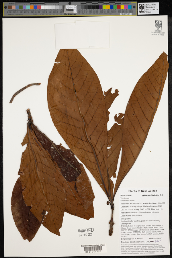 Ixora novoguineensis image