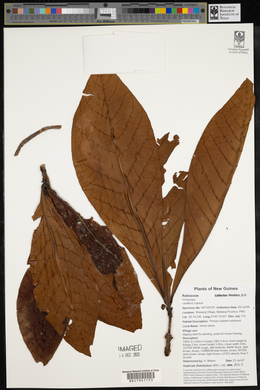 Ixora novoguineensis image