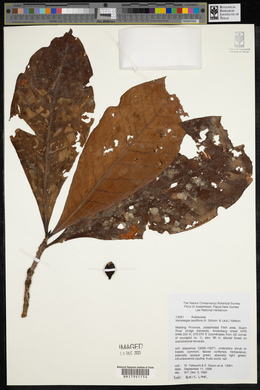 Ixora novoguineensis image