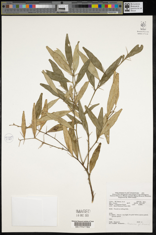 Atalantia linearis image