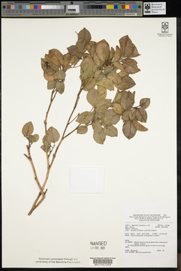 Murraya paniculata image