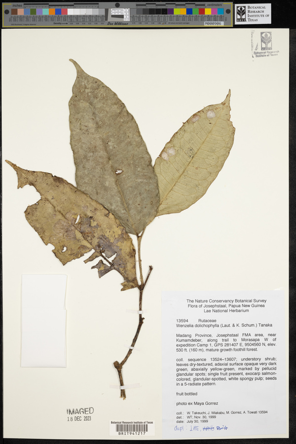 Wenzelia dolichophylla image