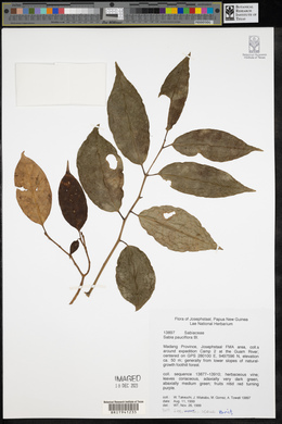 Sabia pauciflora image