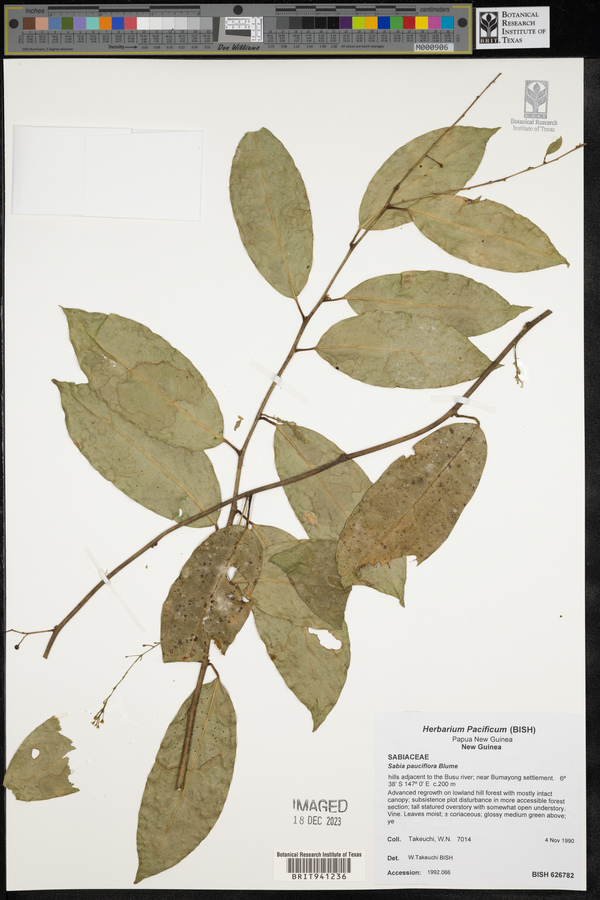 Sabia pauciflora image