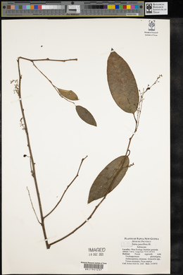 Sabia pauciflora image