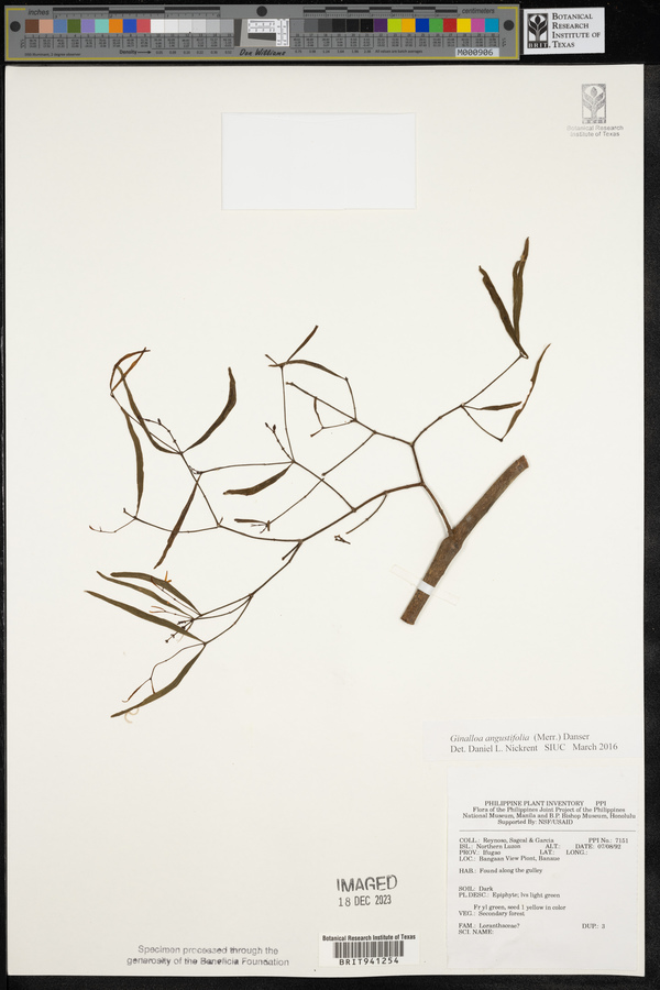 Ginalloa angustifolia image