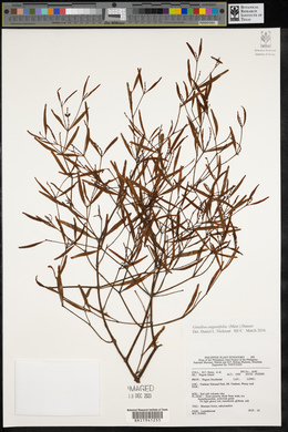 Ginalloa angustifolia image