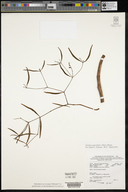 Image of Ginalloa angustifolia