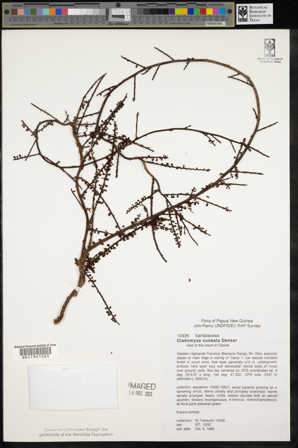 Cladomyza image
