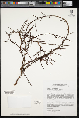 Image of Cladomyza cuneata