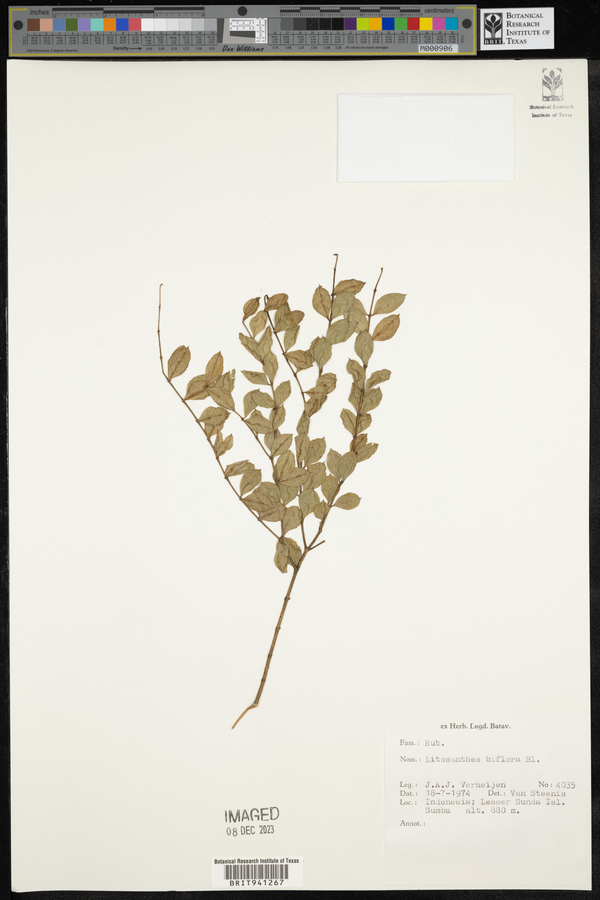 Lasianthus biflorus image