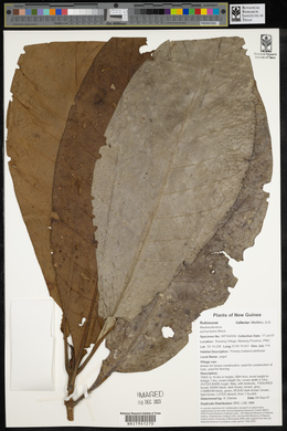 Mastixiodendron pachyclados image