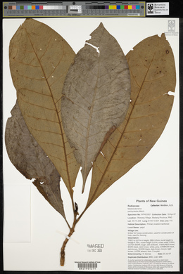 Mastixiodendron pachyclados image