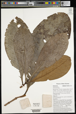 Mastixiodendron pachyclados image