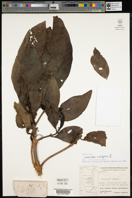 Morinda citrifolia image