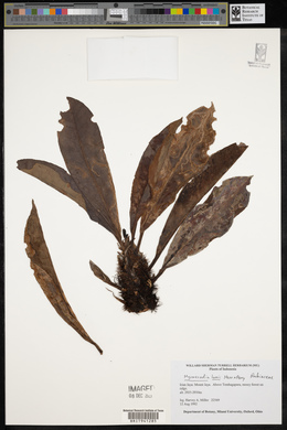 Media resource of Myrmecodia lamii
