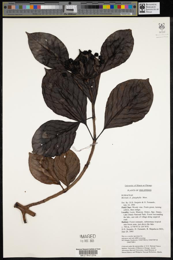 Gynochthodes platyphylla image