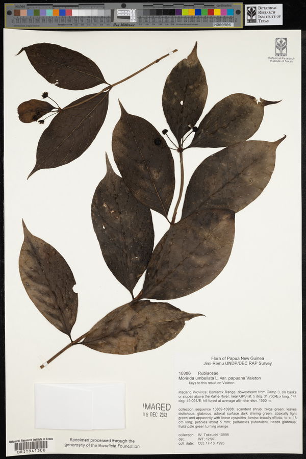 Gynochthodes umbellata image