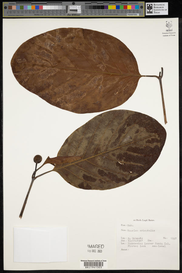 Nauclea orientalis image