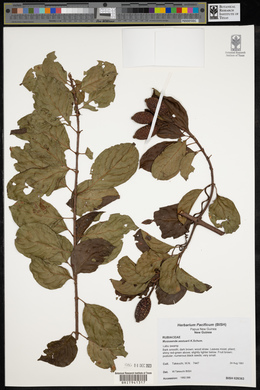 Media resource of Mussaenda aestuarii