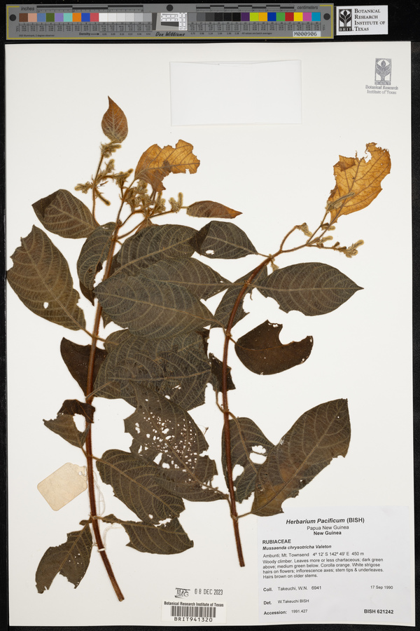 Mussaenda chrysotricha image